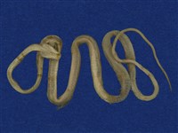 大頭蛇藏品圖，第9張